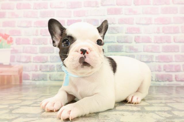 新潟県のフレンチブルドッグ (Coo&RIKUイオンモール新発田店/2026年5月2日生まれ/男の子/パイド)の子犬の2枚目の画像