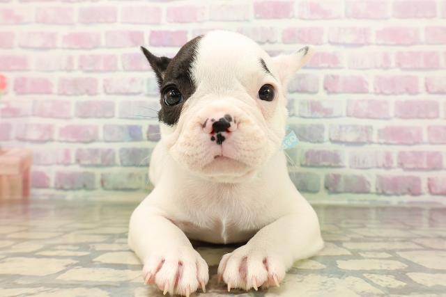 神奈川県のフレンチブルドッグ (Coo&RIKU横浜旭店/2026年5月2日生まれ/男の子/パイド)の子犬