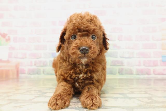 鳥取県のトイプードル(トイ) (Coo&RIKUラ・ムー鳥取東店/2026年5月3日生まれ/男の子/レッド)の子犬の1枚目の画像