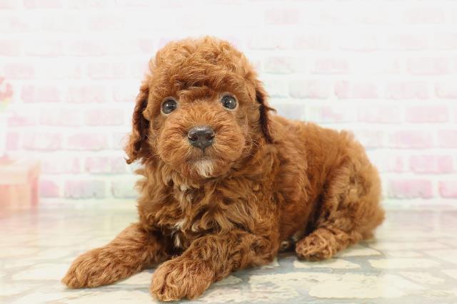鳥取県のトイプードル(トイ) (Coo&RIKUラ・ムー鳥取東店/2026年5月3日生まれ/男の子/レッド)の子犬の2枚目の画像