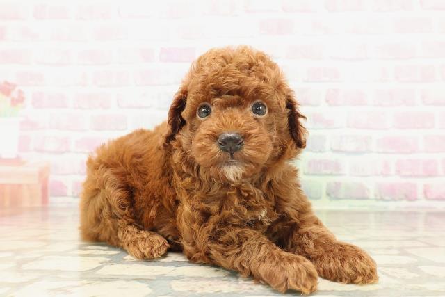 鳥取県のトイプードル(トイ) (Coo&RIKUラ・ムー鳥取東店/2026年5月3日生まれ/男の子/レッド)の子犬の3枚目の画像