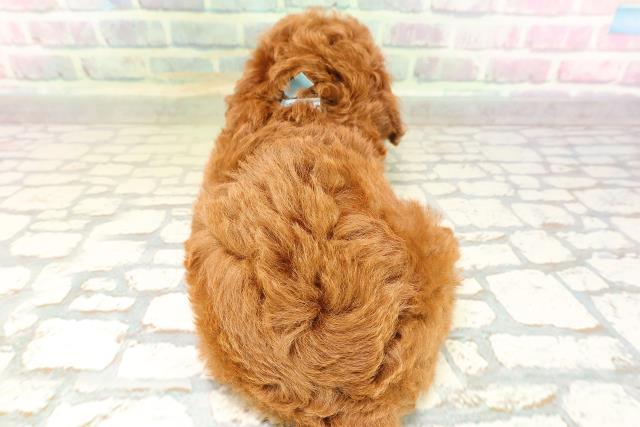 鳥取県のトイプードル(トイ) (Coo&RIKUラ・ムー鳥取東店/2026年5月3日生まれ/男の子/レッド)の子犬の4枚目の画像