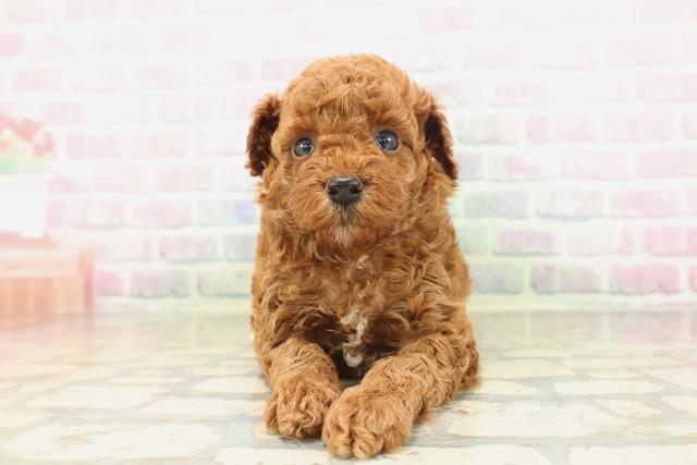 東京都のトイプードル(トイ) (Coo&RIKU江戸川店/2026年5月3日生まれ/男の子/レッド)の子犬の1枚目の画像
