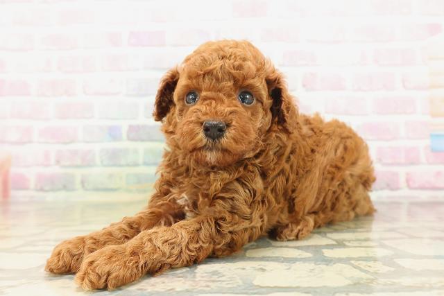 東京都のトイプードル(トイ) (Coo&RIKU江戸川店/2026年5月3日生まれ/男の子/レッド)の子犬の2枚目の画像