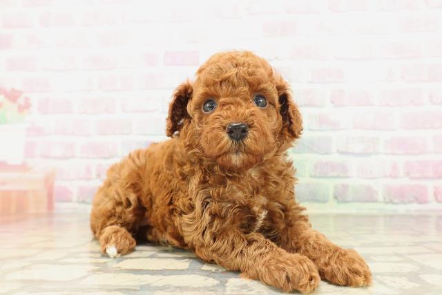 東京都のトイプードル(トイ) (Coo&RIKU江戸川店/2026年5月3日生まれ/男の子/レッド)の子犬の3枚目の画像