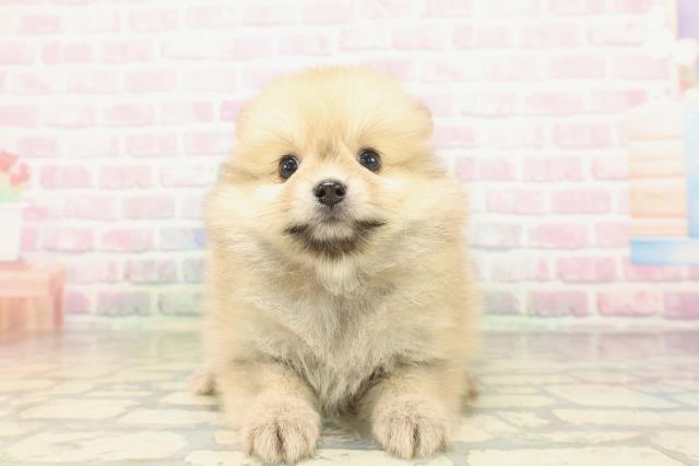 千葉県のポメラニアン (Coo&RIKU八街店/2026年5月3日生まれ/女の子/オレンジ)の子犬の1枚目の画像