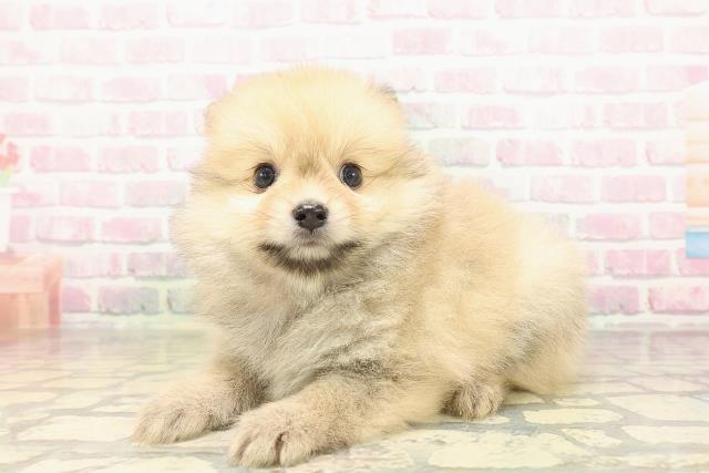 千葉県のポメラニアン (Coo&RIKU八街店/2026年5月3日生まれ/女の子/オレンジ)の子犬の2枚目の画像