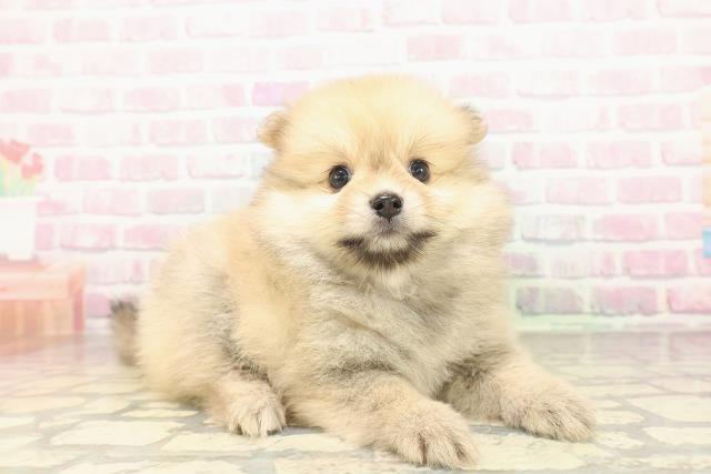 千葉県のポメラニアン (Coo&RIKU八街店/2026年5月3日生まれ/女の子/オレンジ)の子犬の3枚目の画像