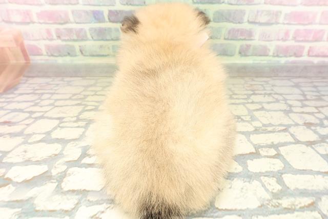 千葉県のポメラニアン (Coo&RIKU八街店/2026年5月3日生まれ/女の子/オレンジ)の子犬の4枚目の画像
