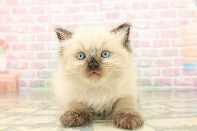 東京都のヒマラヤン (Coo&RIKU大久保店/2026年5月3日生まれ/男の子/シールポイント)の子猫の1枚目の画像
