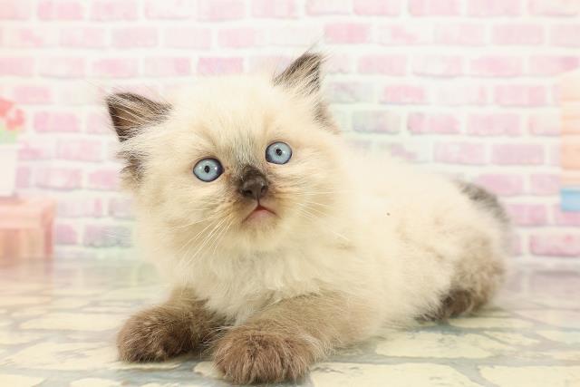 東京都のヒマラヤン (Coo&RIKU大久保店/2026年5月3日生まれ/男の子/シールポイント)の子猫の2枚目の画像