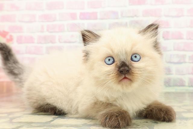 東京都のヒマラヤン (Coo&RIKU大久保店/2026年5月3日生まれ/男の子/シールポイント)の子猫の3枚目の画像