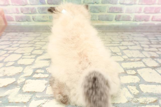 東京都のヒマラヤン (Coo&RIKU大久保店/2026年5月3日生まれ/男の子/シールポイント)の子猫の4枚目の画像