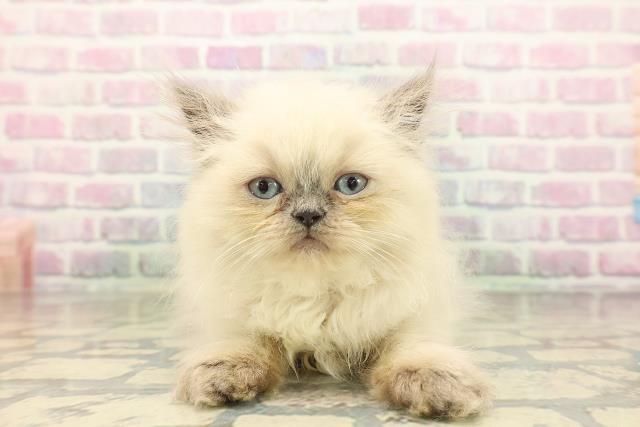 北海道のヒマラヤン (Coo&RIKU室蘭店/2026年5月3日生まれ/女の子/ブルーポイント)の子猫