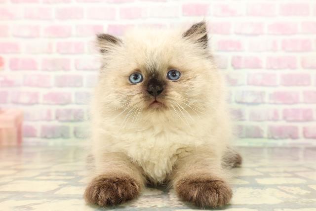 東京都のヒマラヤン (Coo&RIKU赤坂店/2026年4月28日生まれ/女の子/シールポイント)の子猫の1枚目の画像