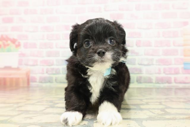 埼玉県のハーフ犬・ミックス犬 (Coo&RIKU熊谷ニットーモール店/2026年4月26日生まれ/男の子/ブラックホワイト)の子犬の1枚目の画像