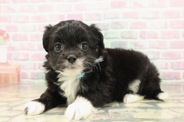 埼玉県のハーフ犬・ミックス犬 (Coo&RIKU熊谷ニットーモール店/2026年4月26日生まれ/男の子/ブラックホワイト)の子犬の2枚目の画像