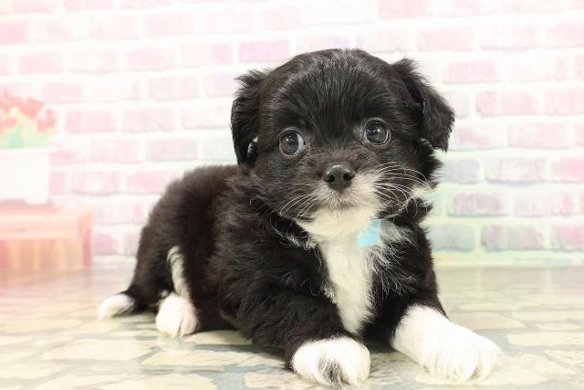 埼玉県のハーフ犬・ミックス犬 (Coo&RIKU熊谷ニットーモール店/2026年4月26日生まれ/男の子/ブラックホワイト)の子犬の3枚目の画像