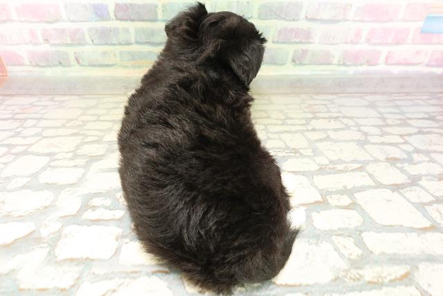 埼玉県のハーフ犬・ミックス犬 (Coo&RIKU熊谷ニットーモール店/2026年4月26日生まれ/男の子/ブラックホワイト)の子犬の4枚目の画像