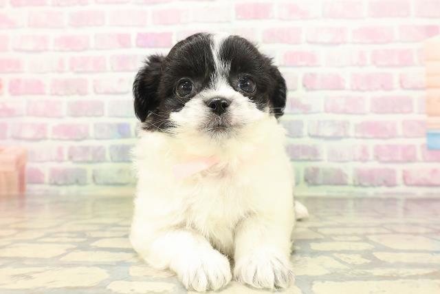 福島県のハーフ犬・ミックス犬 (Coo&RIKU郡山店/2026年4月26日生まれ/女の子/ブラックホワイト)の子犬の1枚目の画像