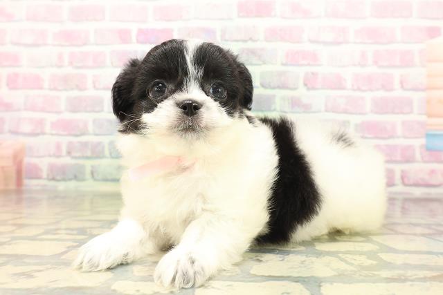 福島県のハーフ犬・ミックス犬 (Coo&RIKU郡山店/2026年4月26日生まれ/女の子/ブラックホワイト)の子犬の2枚目の画像