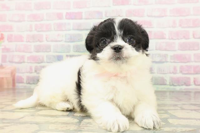 福島県のハーフ犬・ミックス犬 (Coo&RIKU郡山店/2026年4月26日生まれ/女の子/ブラックホワイト)の子犬の3枚目の画像