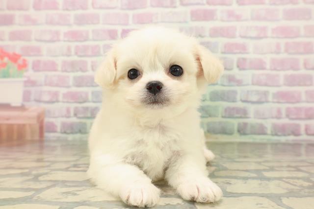 東京都のハーフ犬・ミックス犬 (Coo&RIKU新宿三丁目店/2026年4月26日生まれ/女の子/クリームホワイト)の子犬の1枚目の画像