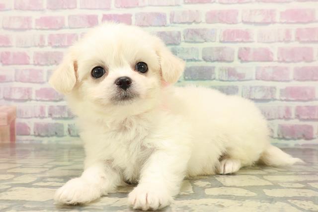東京都のハーフ犬・ミックス犬 (Coo&RIKU新宿三丁目店/2026年4月26日生まれ/女の子/クリームホワイト)の子犬の2枚目の画像