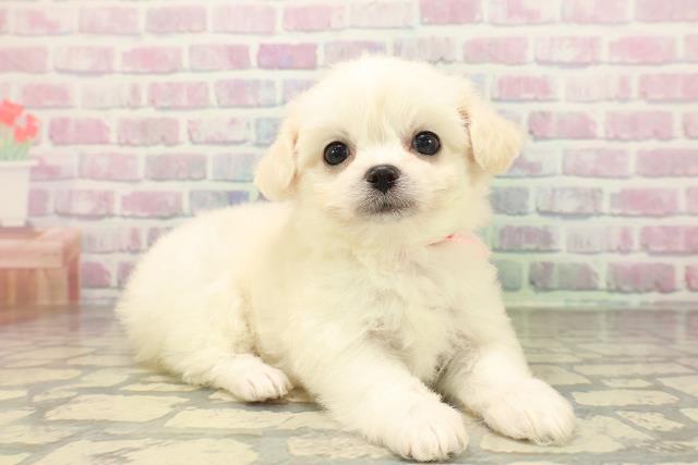 東京都のハーフ犬・ミックス犬 (Coo&RIKU新宿三丁目店/2026年4月26日生まれ/女の子/クリームホワイト)の子犬の3枚目の画像