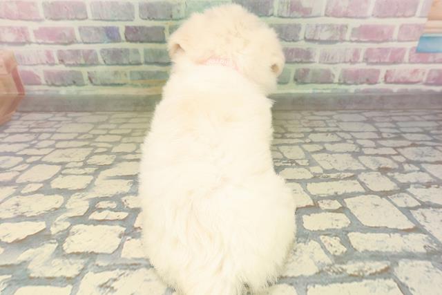 東京都のハーフ犬・ミックス犬 (Coo&RIKU新宿三丁目店/2026年4月26日生まれ/女の子/クリームホワイト)の子犬の4枚目の画像