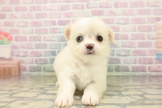 宮城県のハーフ犬・ミックス犬 (Coo&RIKU仙台太白店/2026年4月26日生まれ/女の子/クリームホワイト)の子犬の1枚目の画像