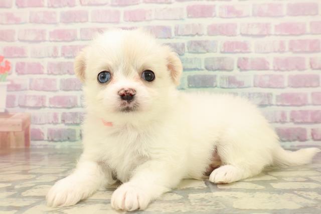 宮城県のハーフ犬・ミックス犬 (Coo&RIKU仙台太白店/2026年4月26日生まれ/女の子/クリームホワイト)の子犬の2枚目の画像