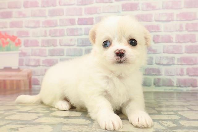 宮城県のハーフ犬・ミックス犬 (Coo&RIKU仙台太白店/2026年4月26日生まれ/女の子/クリームホワイト)の子犬の3枚目の画像