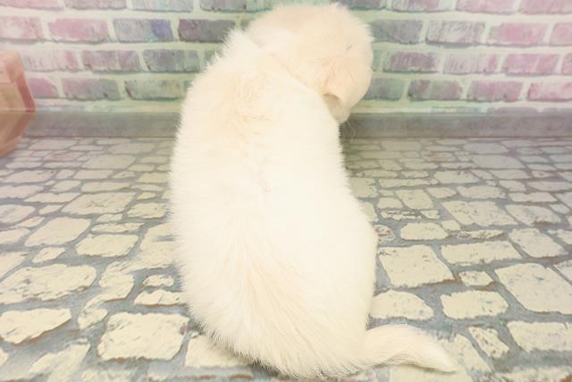 宮城県のハーフ犬・ミックス犬 (Coo&RIKU仙台太白店/2026年4月26日生まれ/女の子/クリームホワイト)の子犬の4枚目の画像