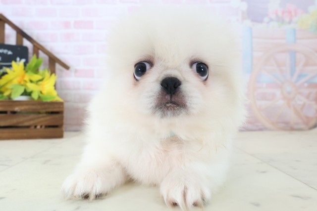神奈川県のペキニーズ (Coo&RIKU横浜青葉店/2026年4月30日生まれ/男の子/ホワイト)の子犬
