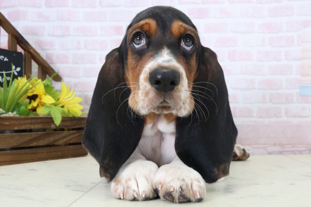 新潟県のバセットハウンド (Coo&RIKU新潟東店/2026年5月1日生まれ/男の子/トライカラー)の子犬の1枚目の画像