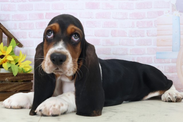 新潟県のバセットハウンド (Coo&RIKU新潟東店/2026年5月1日生まれ/男の子/トライカラー)の子犬の3枚目の画像
