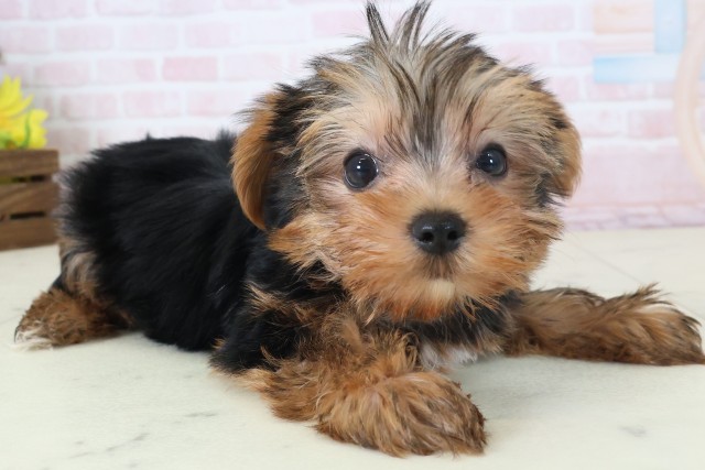 青森県のヨークシャーテリア (Coo&RIKU八戸店/2026年5月2日生まれ/男の子/スチールブルータン)の子犬の2枚目の画像