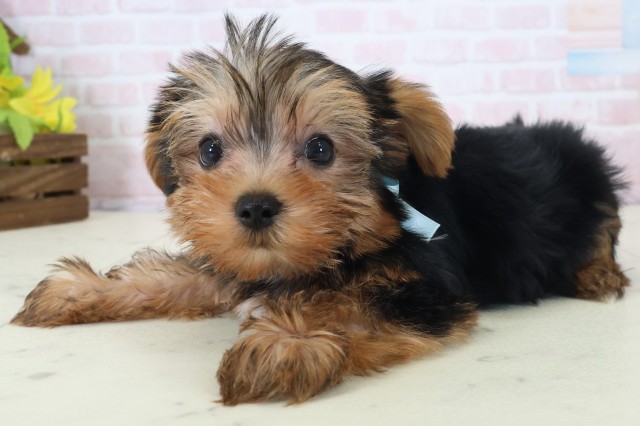 青森県のヨークシャーテリア (Coo&RIKU八戸店/2026年5月2日生まれ/男の子/スチールブルータン)の子犬の3枚目の画像