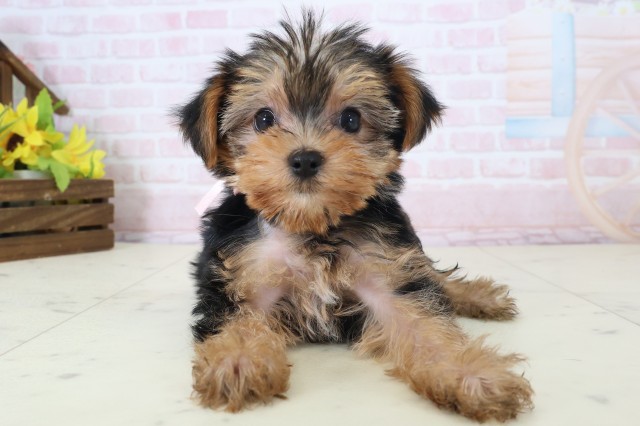 福島県のヨークシャーテリア (Coo&RIKU郡山店/2026年5月2日生まれ/女の子/スチールブルータン)の子犬の1枚目の画像