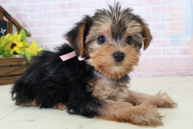 福島県のヨークシャーテリア (Coo&RIKU郡山店/2026年5月2日生まれ/女の子/スチールブルータン)の子犬の2枚目の画像