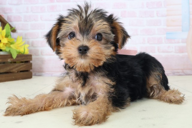 福島県のヨークシャーテリア (Coo&RIKU郡山店/2026年5月2日生まれ/女の子/スチールブルータン)の子犬の3枚目の画像