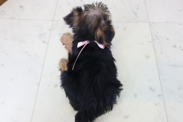 福島県のヨークシャーテリア (Coo&RIKU郡山店/2026年5月2日生まれ/女の子/スチールブルータン)の子犬の4枚目の画像