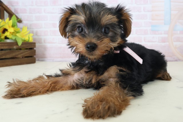 茨城県のヨークシャーテリア (Coo&RIKU水戸店/2026年5月2日生まれ/女の子/スチールブルータン)の子犬の3枚目の画像