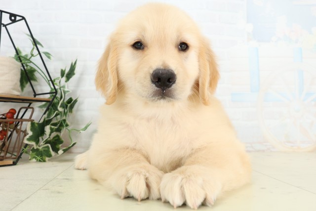 岡山県のゴールデンレトリバー (Coo&RIKU岡山店/2026年5月3日生まれ/女の子/ゴールデン)の子犬