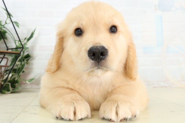 北海道のゴールデンレトリバー (Coo&RIKU旭川店/2026年5月3日生まれ/女の子/ゴールデン)の子犬