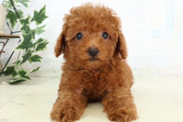 福岡県のトイプードル(トイ) (Coo&RIKU福岡古賀店/2026年5月1日生まれ/女の子/レッド)の子犬の1枚目の画像