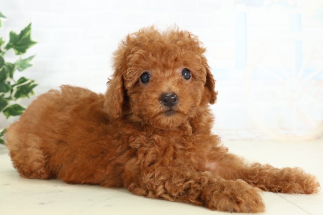 福岡県のトイプードル(トイ) (Coo&RIKU福岡古賀店/2026年5月1日生まれ/女の子/レッド)の子犬の2枚目の画像