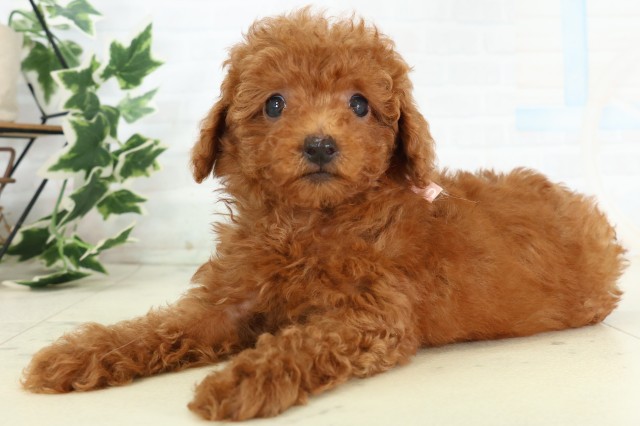 福岡県のトイプードル(トイ) (Coo&RIKU福岡古賀店/2026年5月1日生まれ/女の子/レッド)の子犬の3枚目の画像