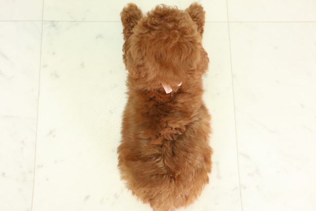 福岡県のトイプードル(トイ) (Coo&RIKU福岡古賀店/2026年5月1日生まれ/女の子/レッド)の子犬の4枚目の画像